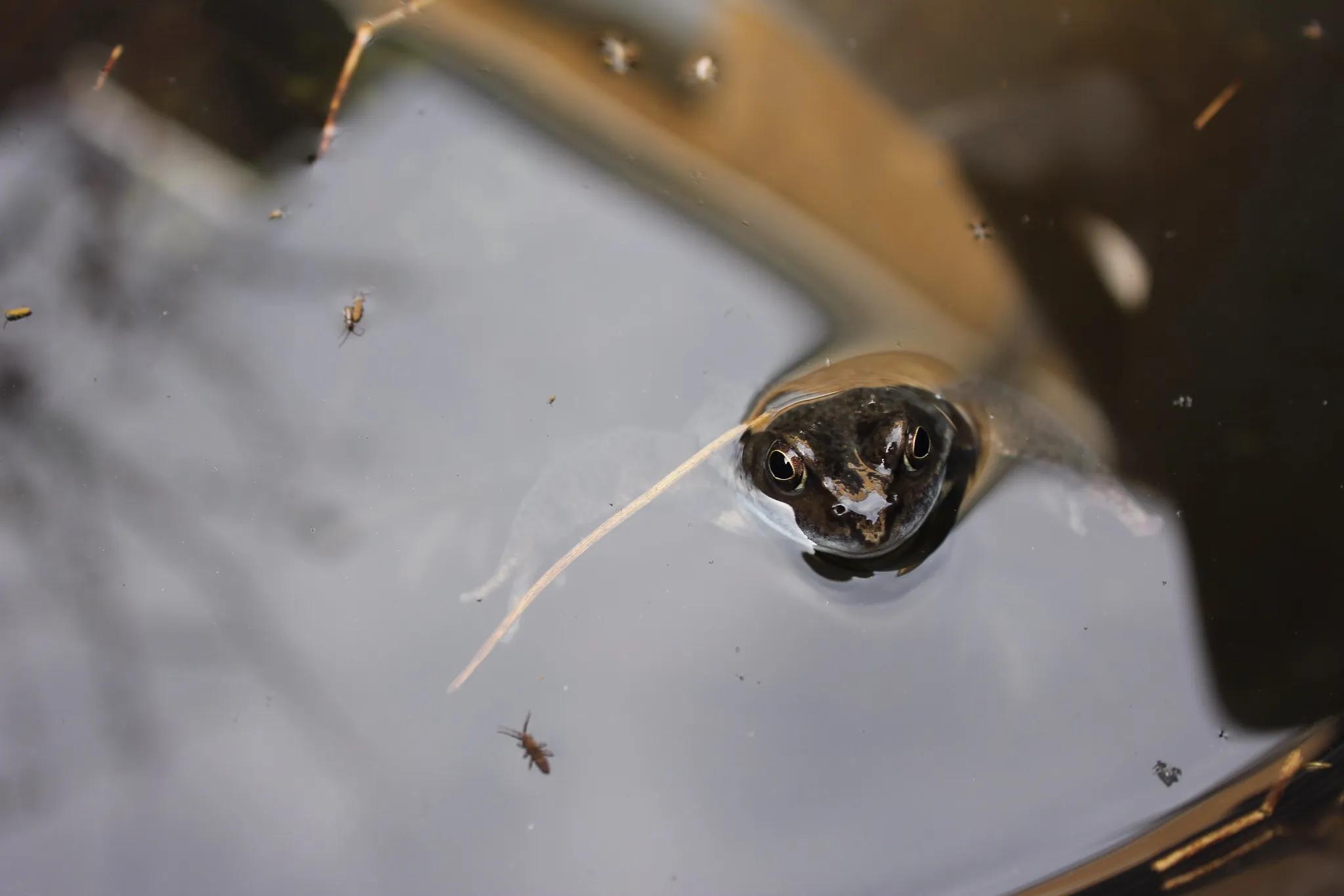 A frog in a bucket of water