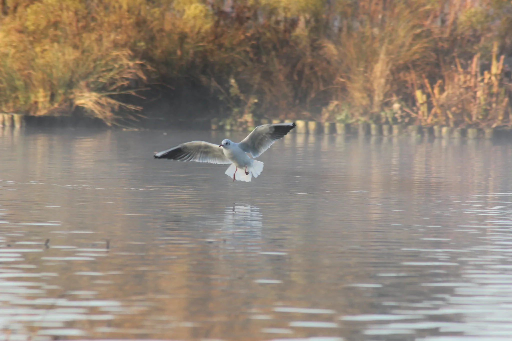 A seagull landing on a misty lake