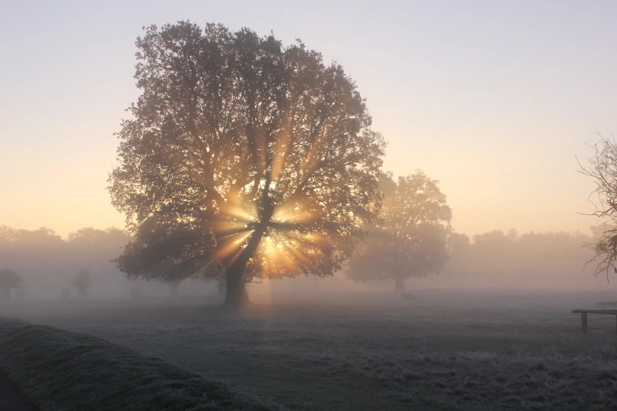 The sun rising through a tree on a misty morning