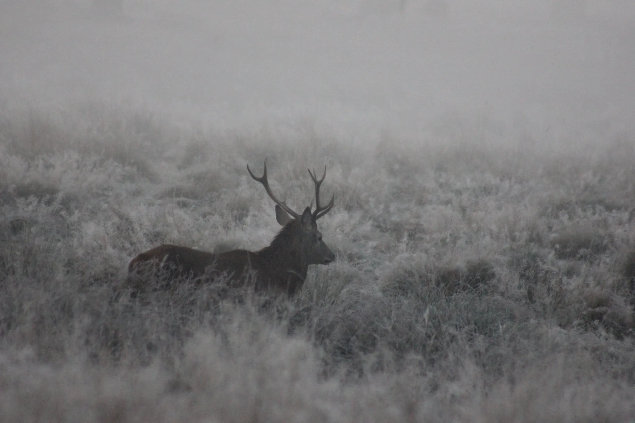 A stag in long grass in the fog