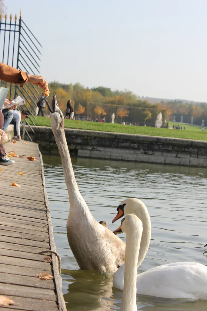 A hand feeding swans from a jetty