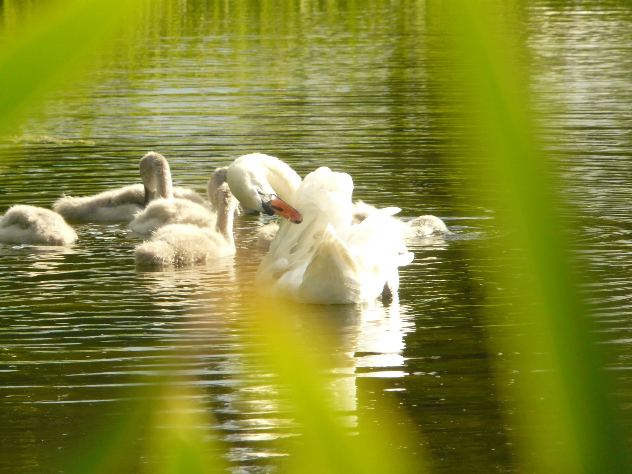 A swan and her cygnets seen through reeds
