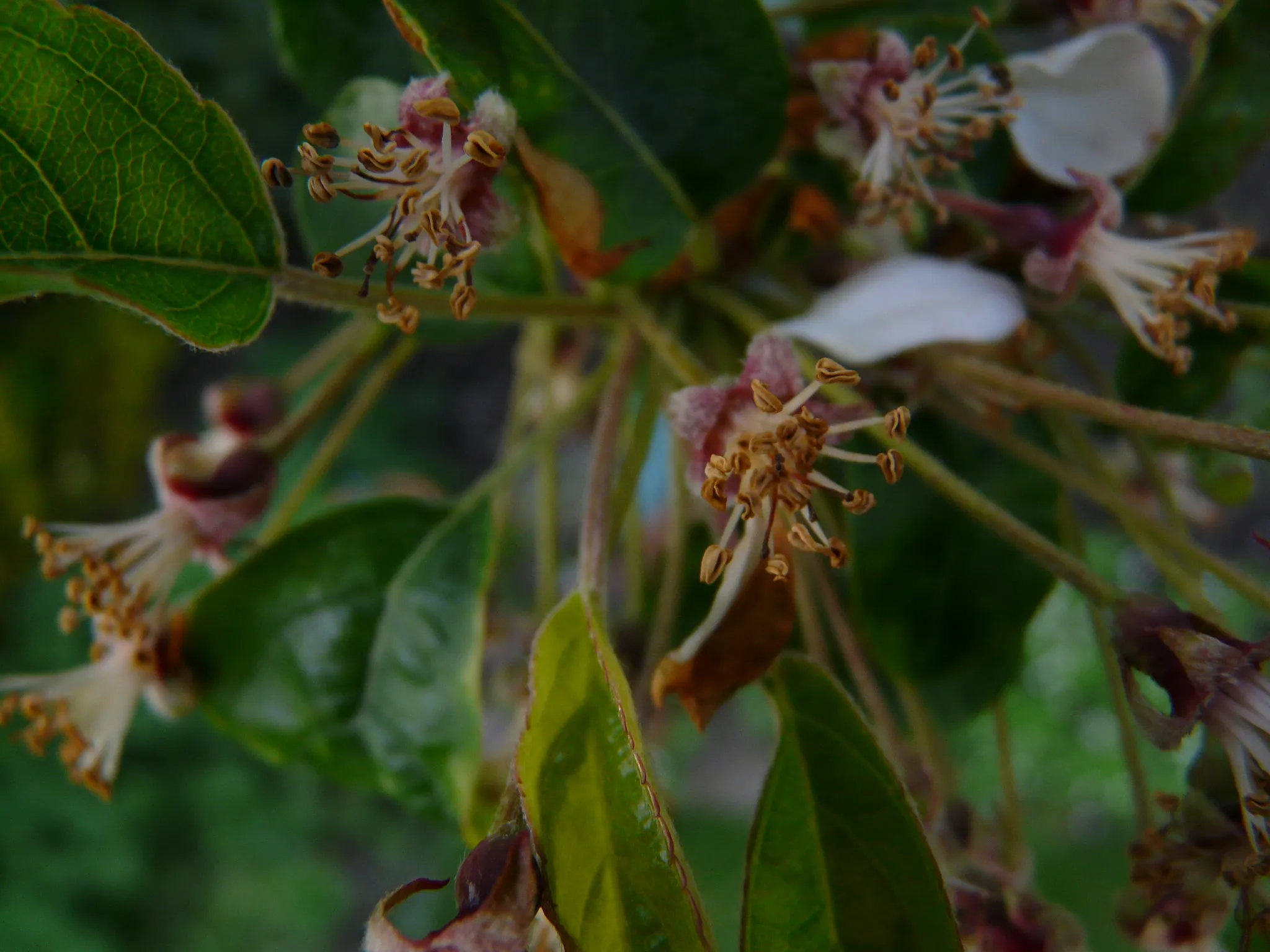Close-up of blossom on a branch